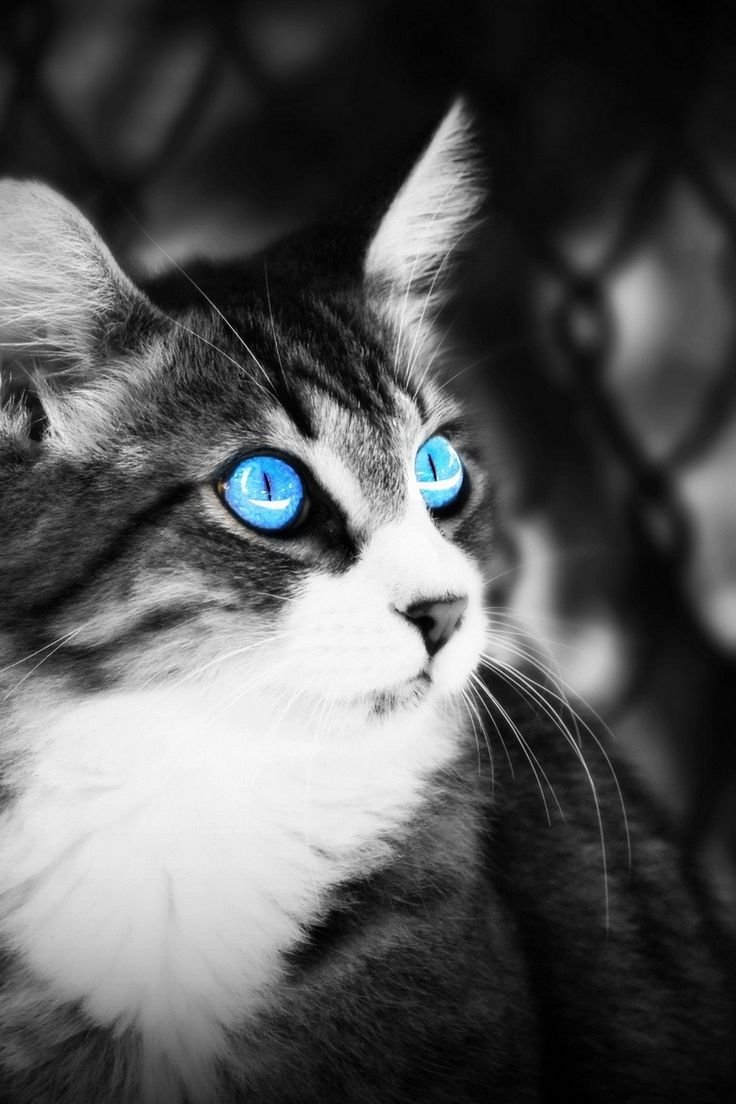 Кот с синими глазами