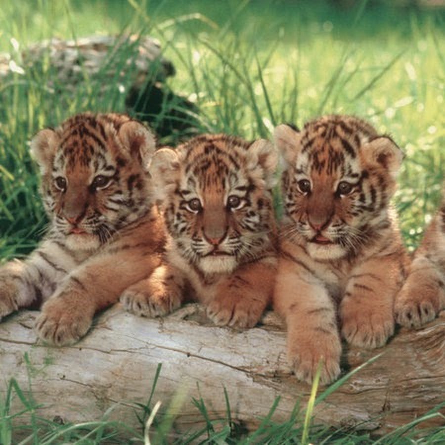 Черная кошка на руках