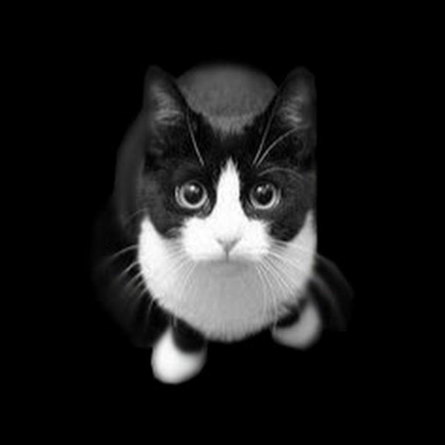Смешной кот черно белый