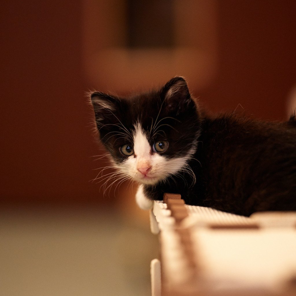 Котенок черно-белый