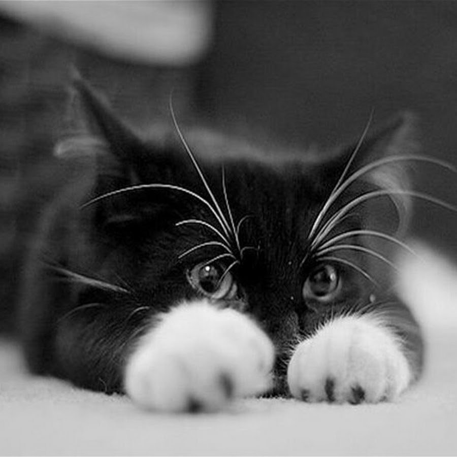 Черный кот с белыми лапками