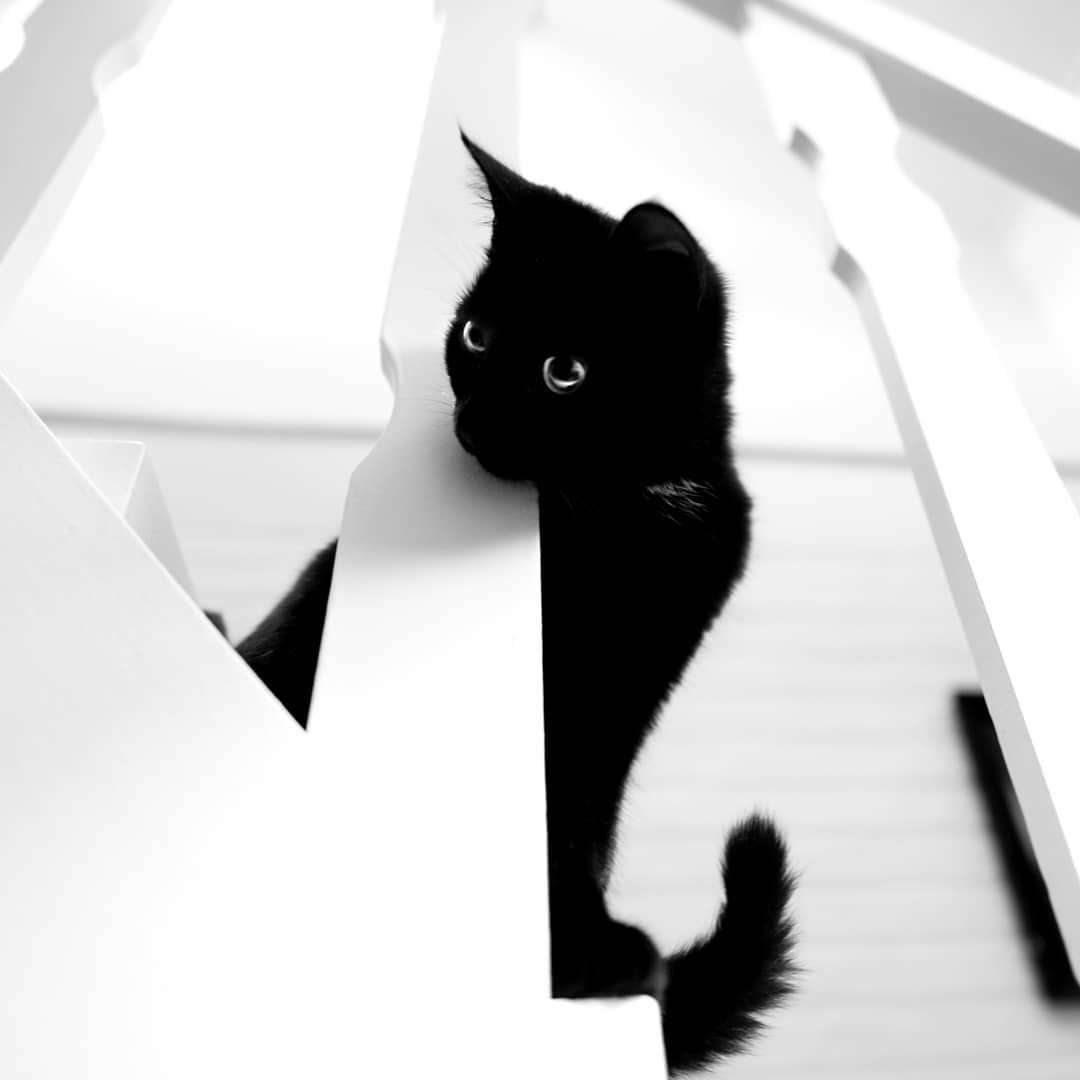 Черно белый кот обои