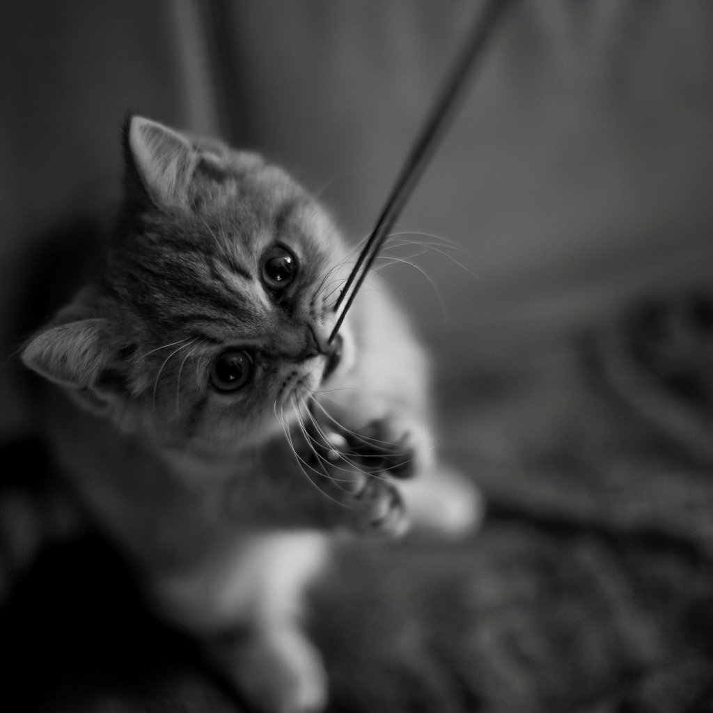 Милый котенок