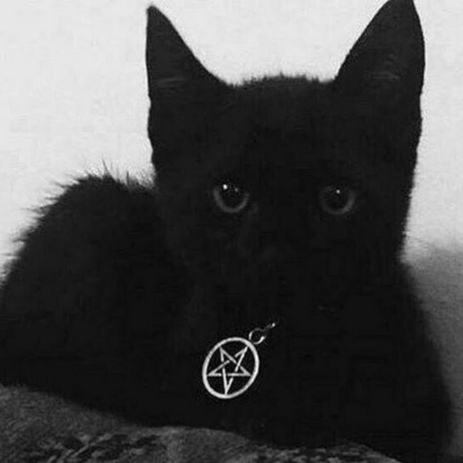 Черные коты сохры