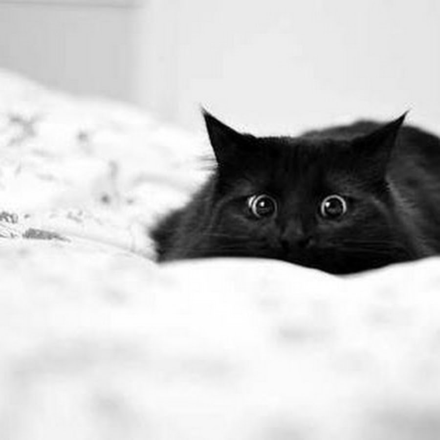 Черный кот на кровати