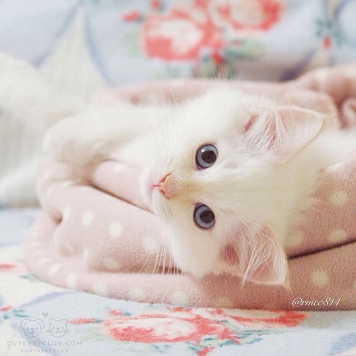 Нежная кошка