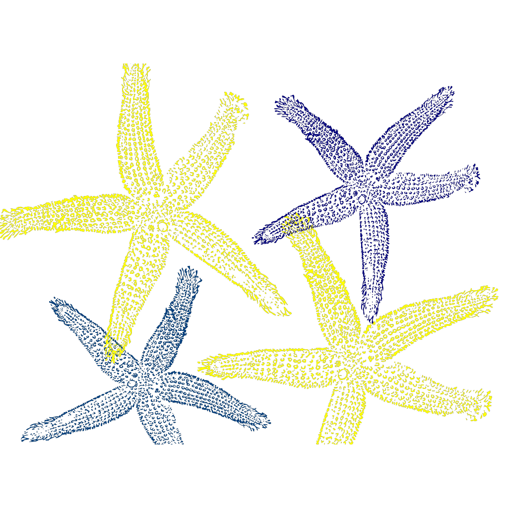 Морская звезда рисунок