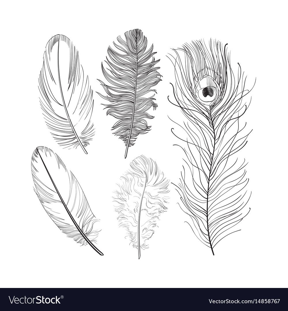 Зарисуй перья птиц