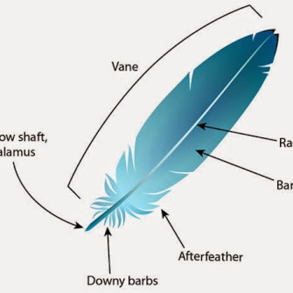 Расположение перьев у птиц. Перо строение. Перья птиц схема. Перья анатомия. Части птичьего пера.