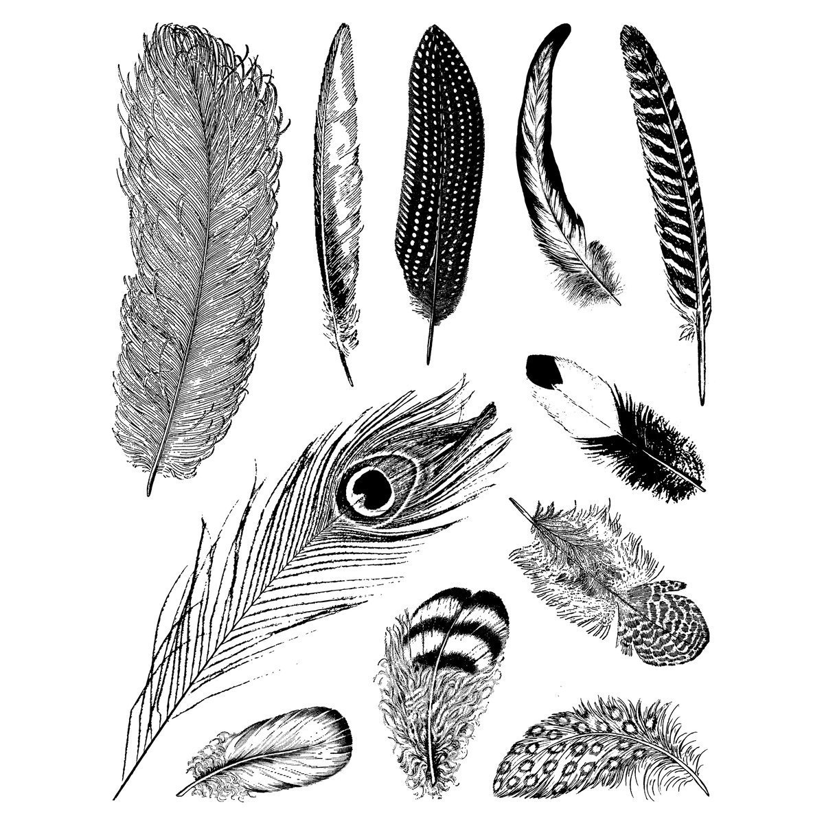 Перья разных птиц