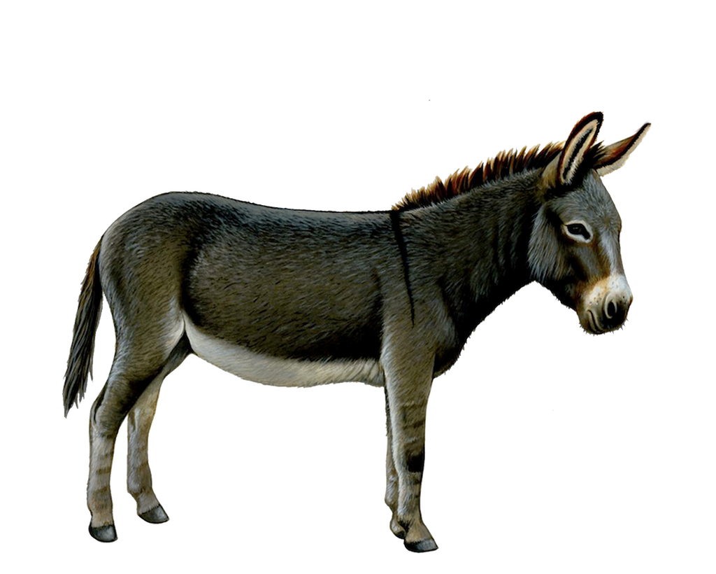 Ослик сидит