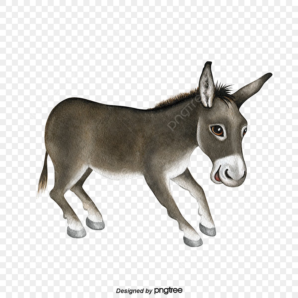 Осел на белом фоне