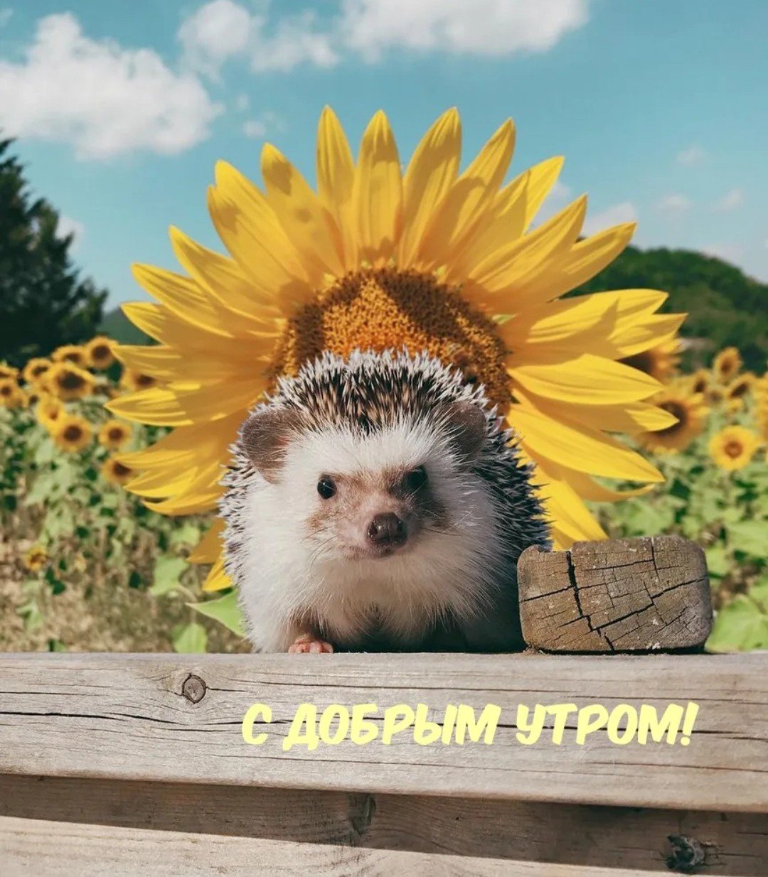 Ежик в подсолнухах