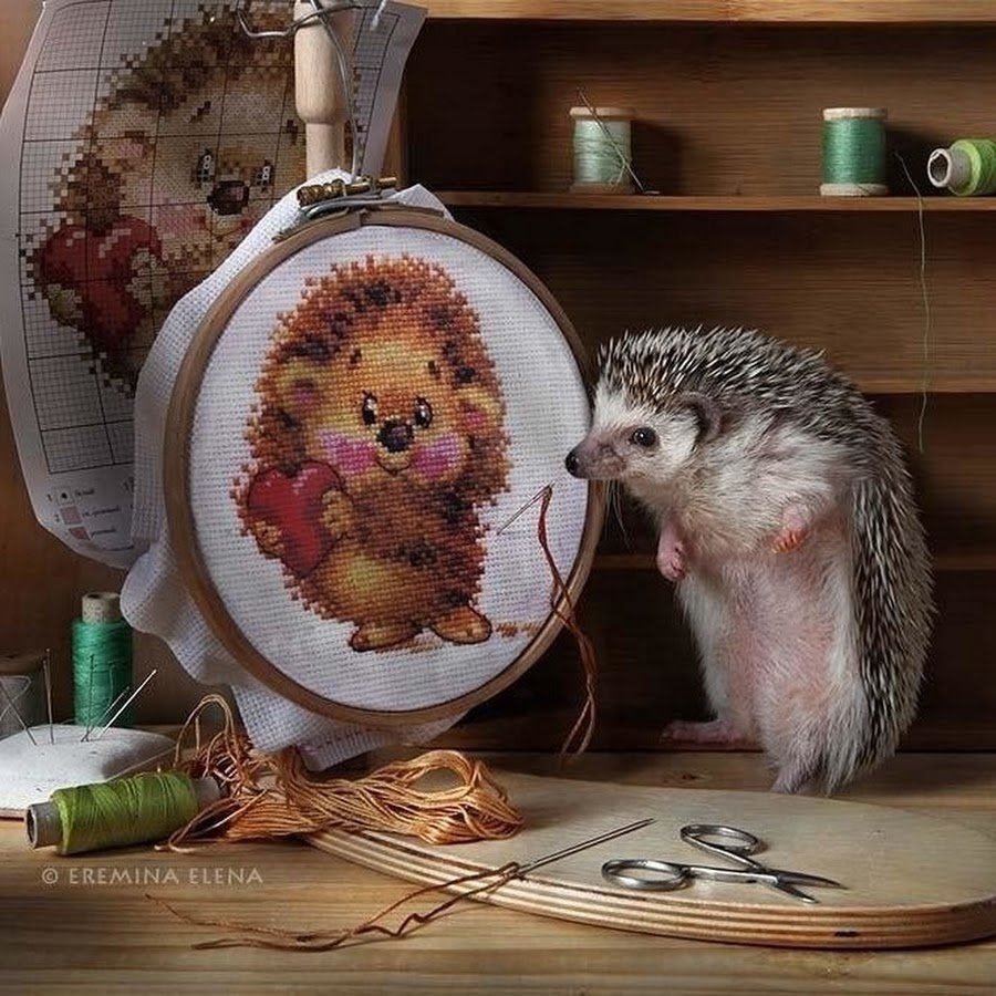 Фотограф Елена Еремина Симба