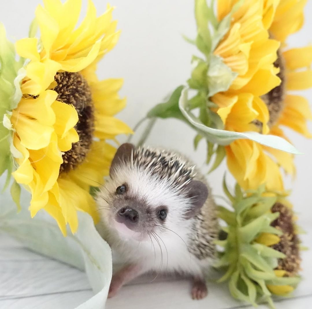 Доброе утро Ежик