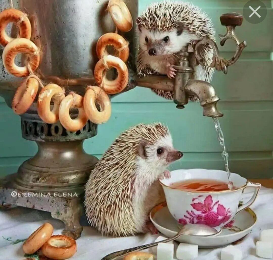 Елена Еремина ежики кофе
