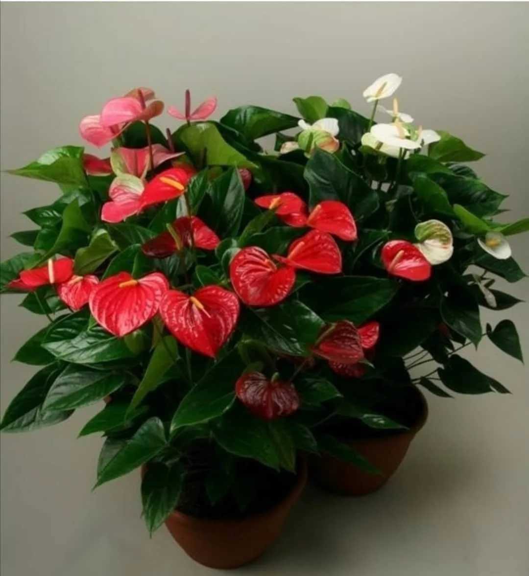 Спатифиллум и Антуриум