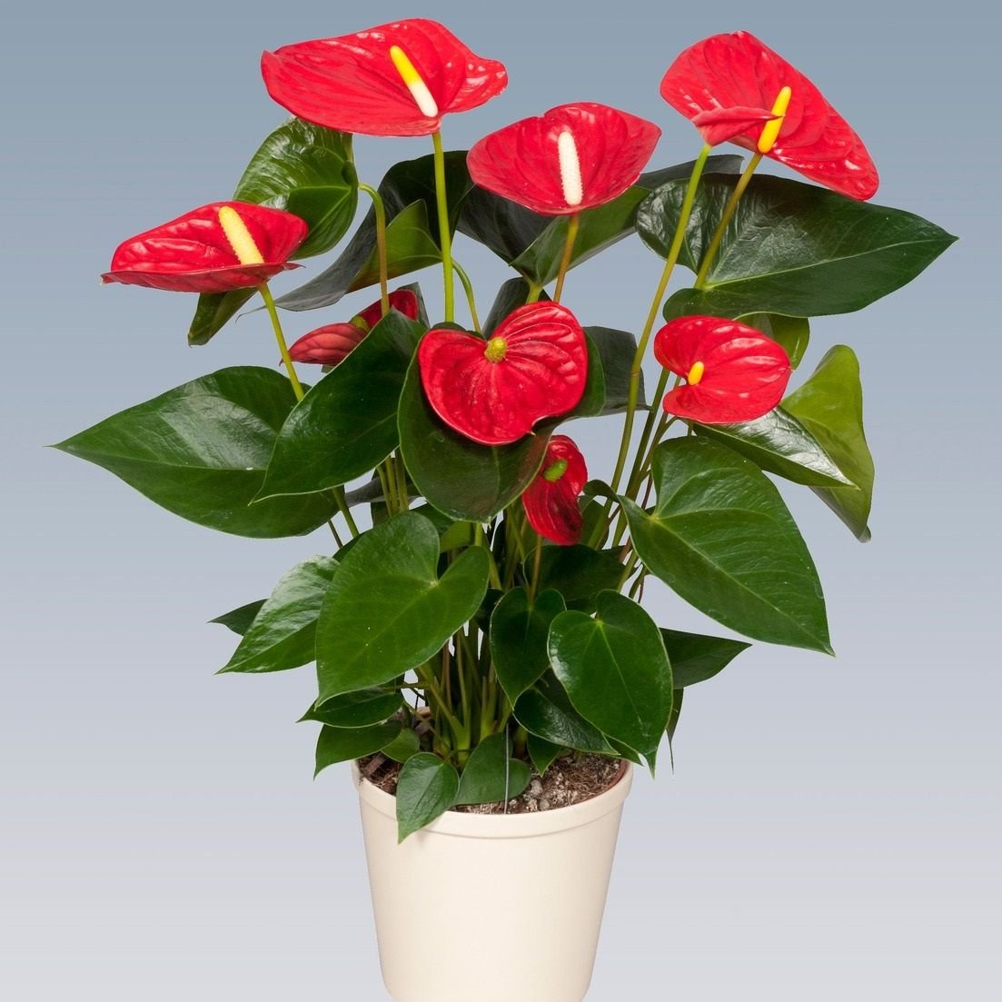 Антуриум Андрианум