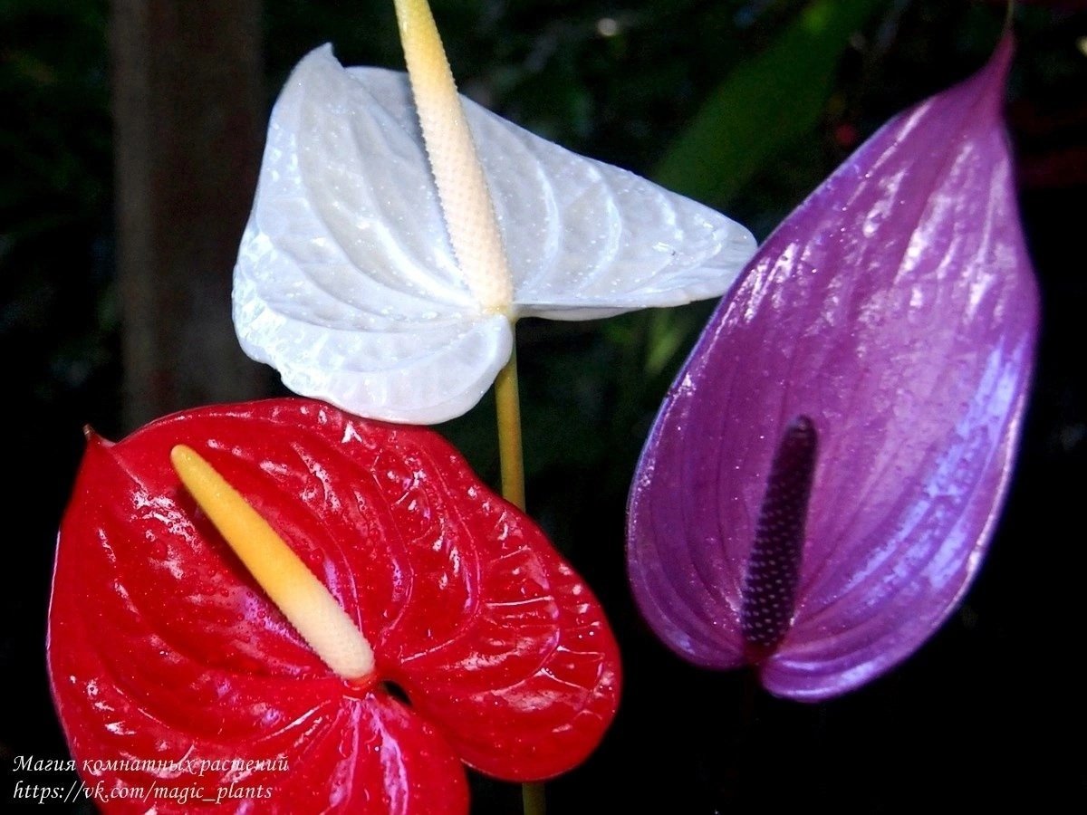 Антуриум коралловый