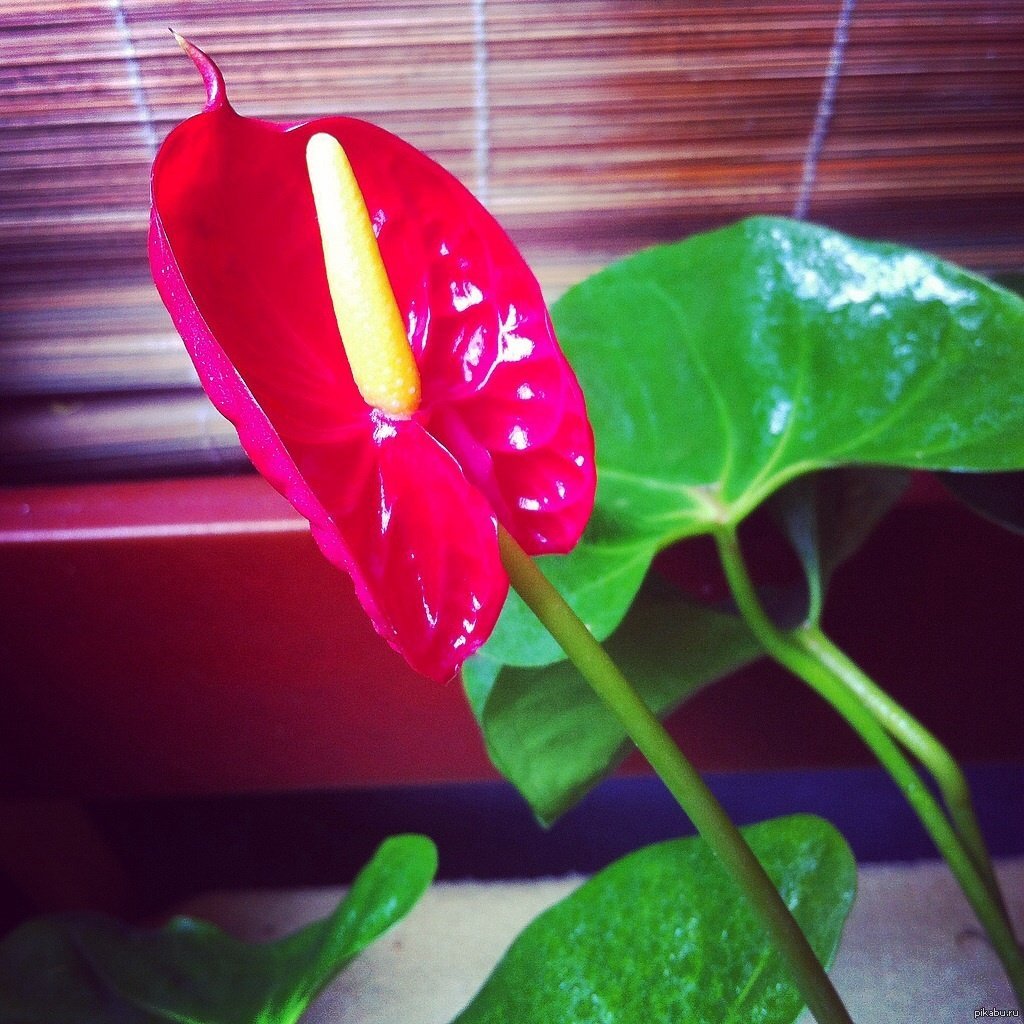 Антуриум коралловый