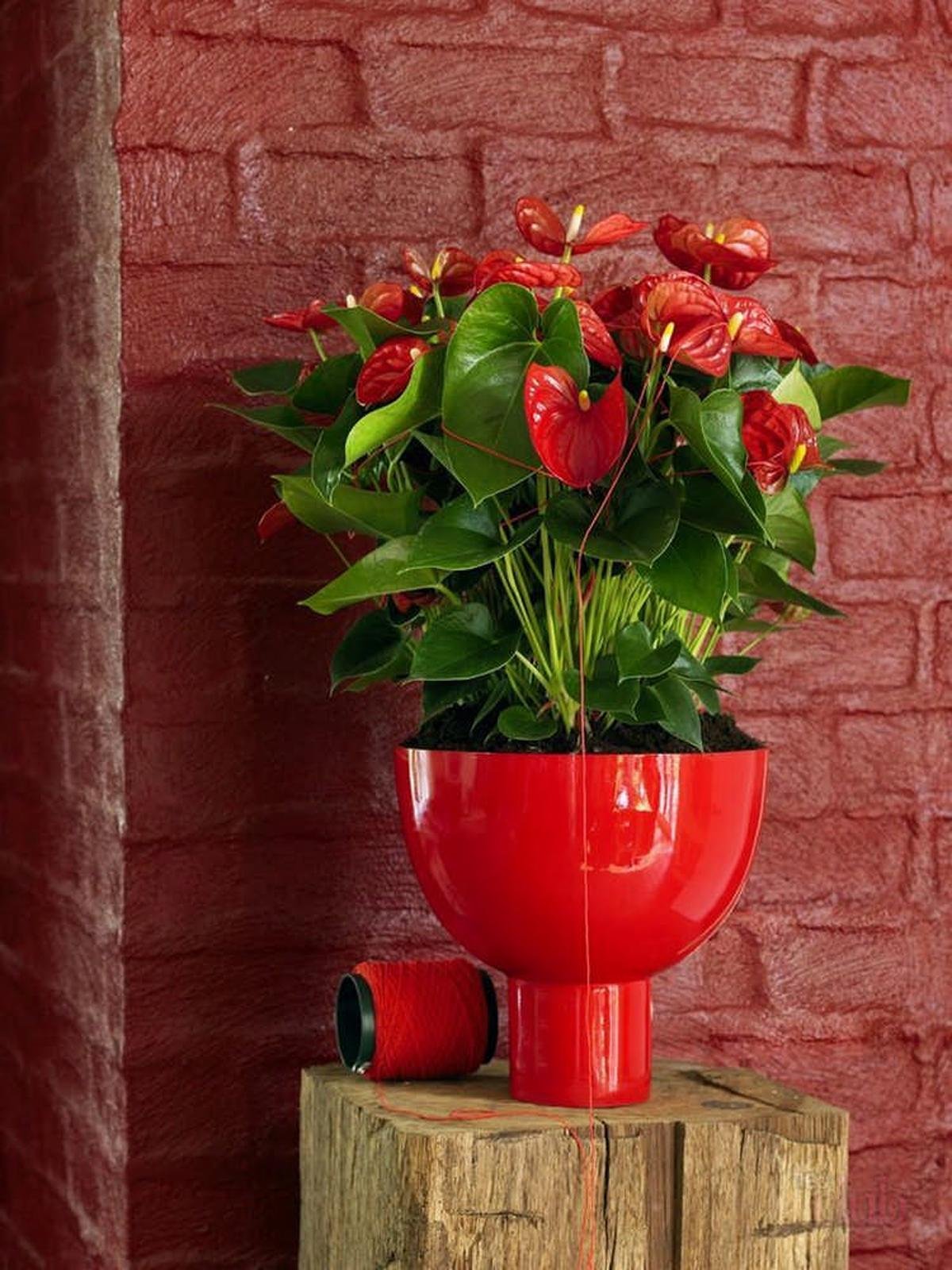 Антуриум цветок