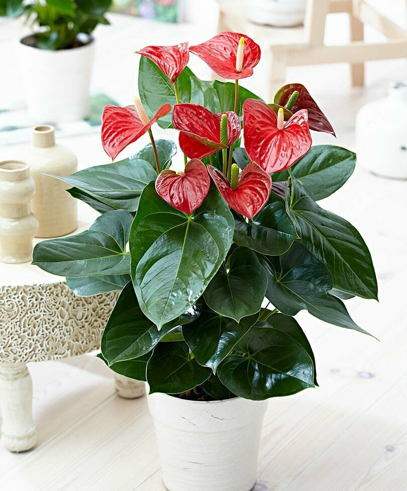 Антуриум цвета