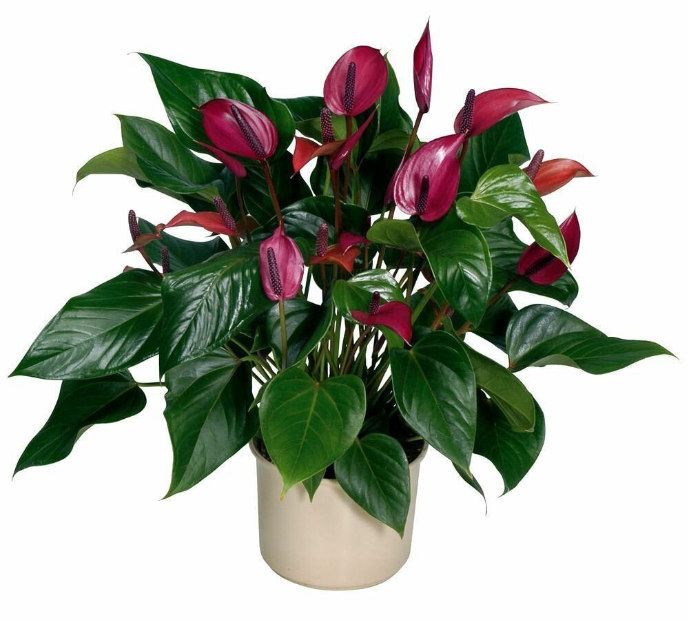 Антуриум Андре Гавайи