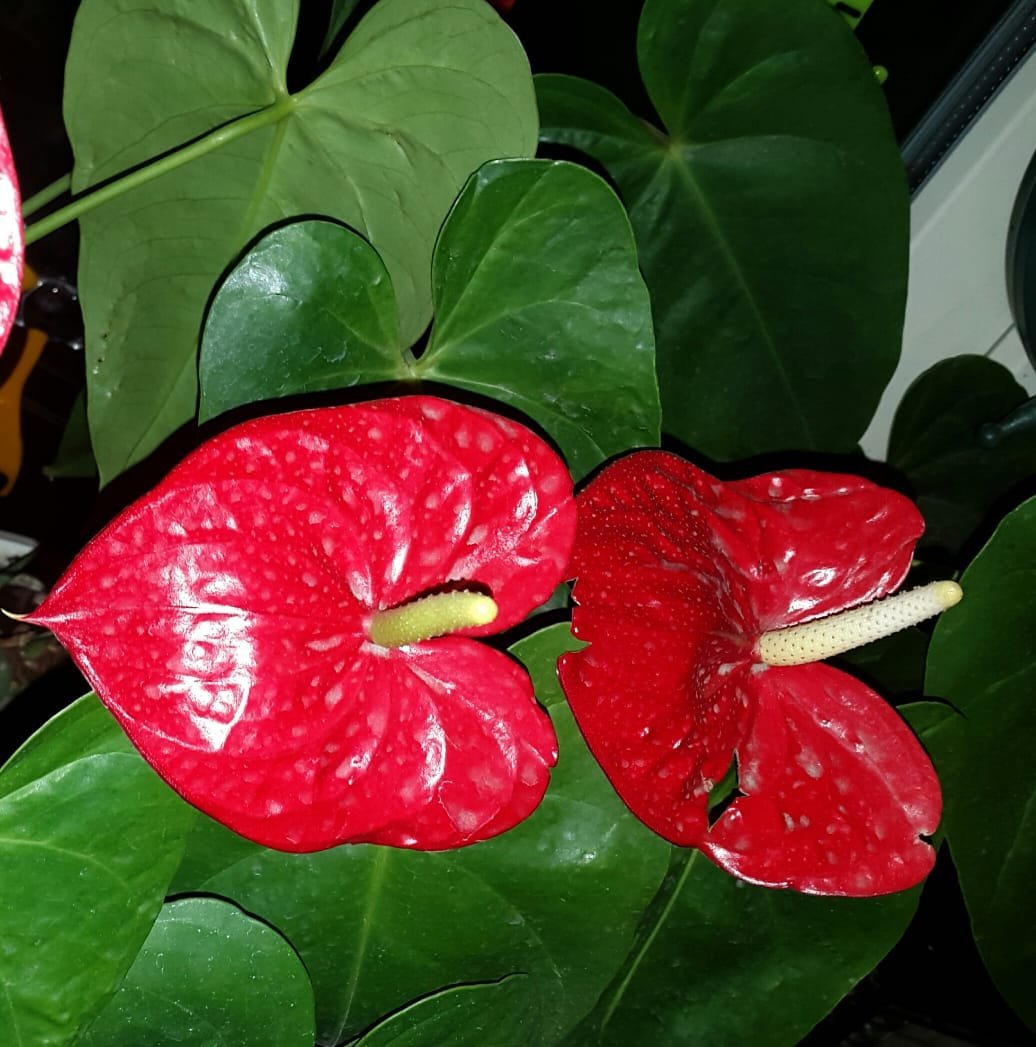 Антуриум Андре красный