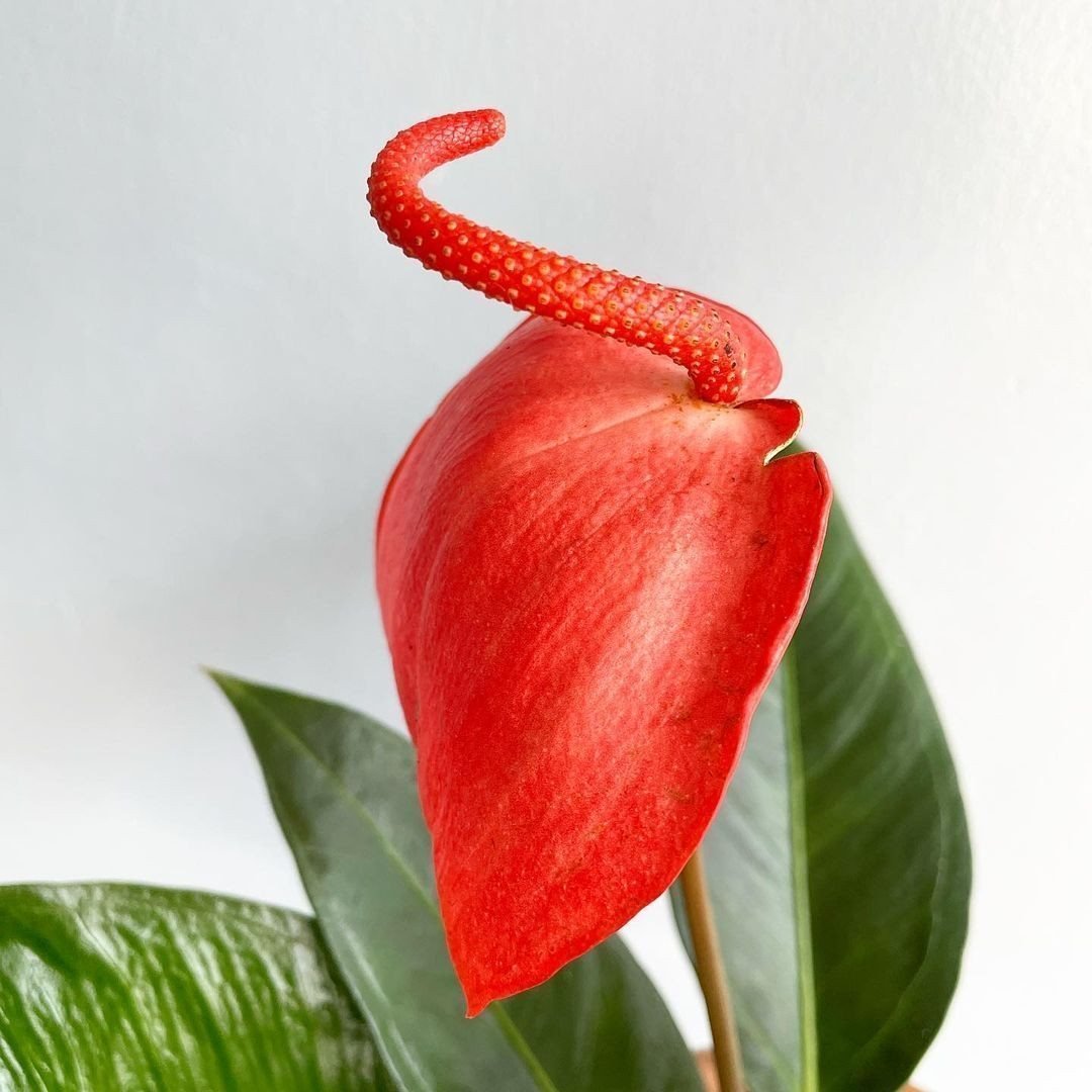Антуриум Red winner