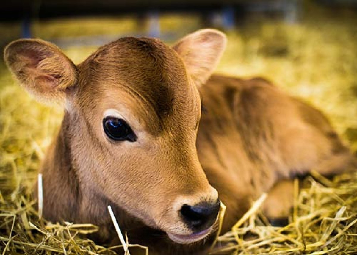 Красивый теленок
