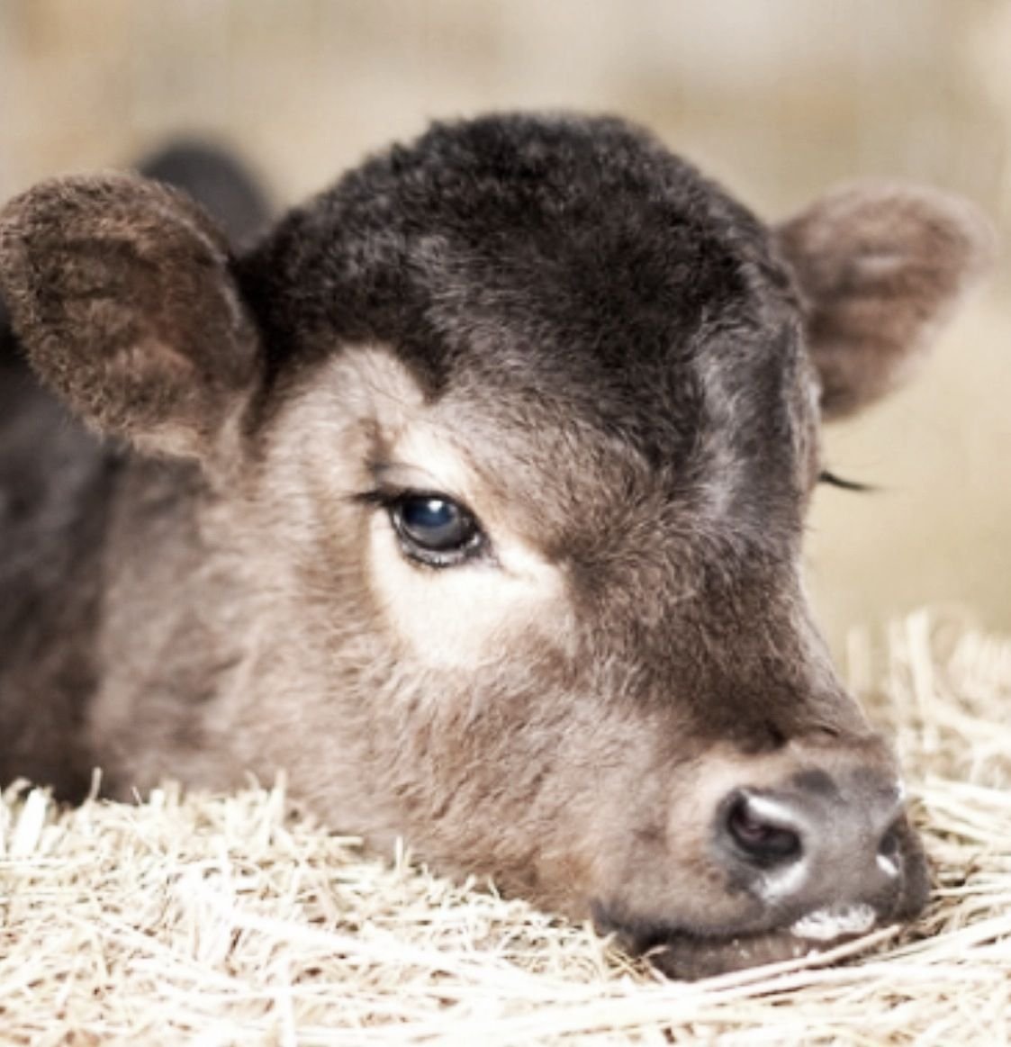 Морда теленка