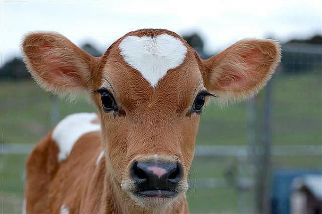 Маленькие телята