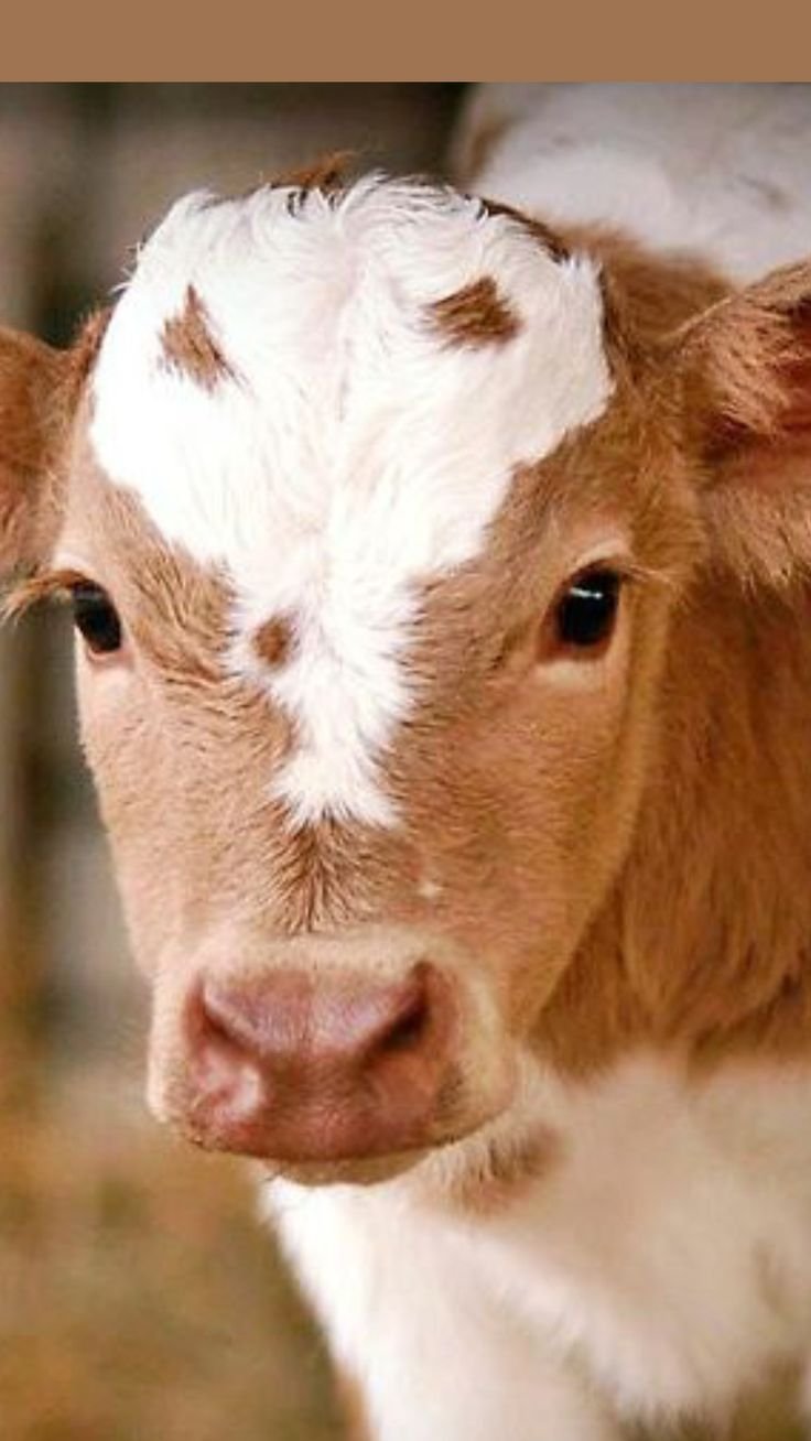 Маленькая корова