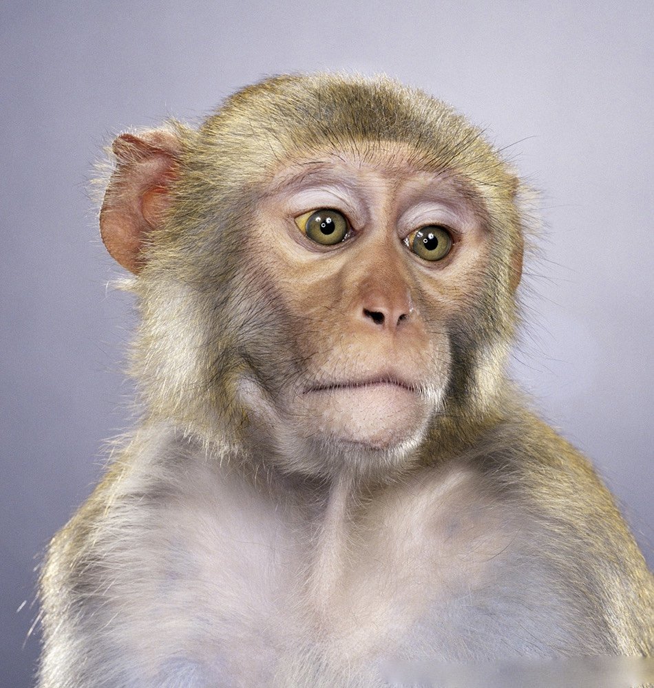 Лицо макаки