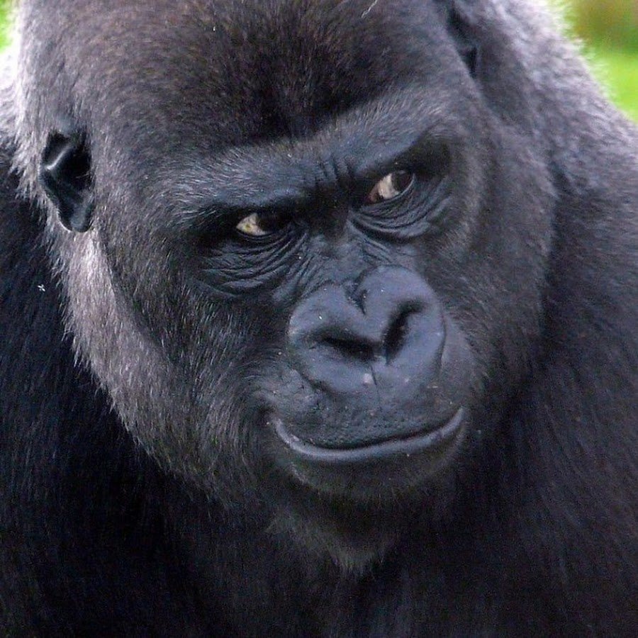 Обезьяна горилла