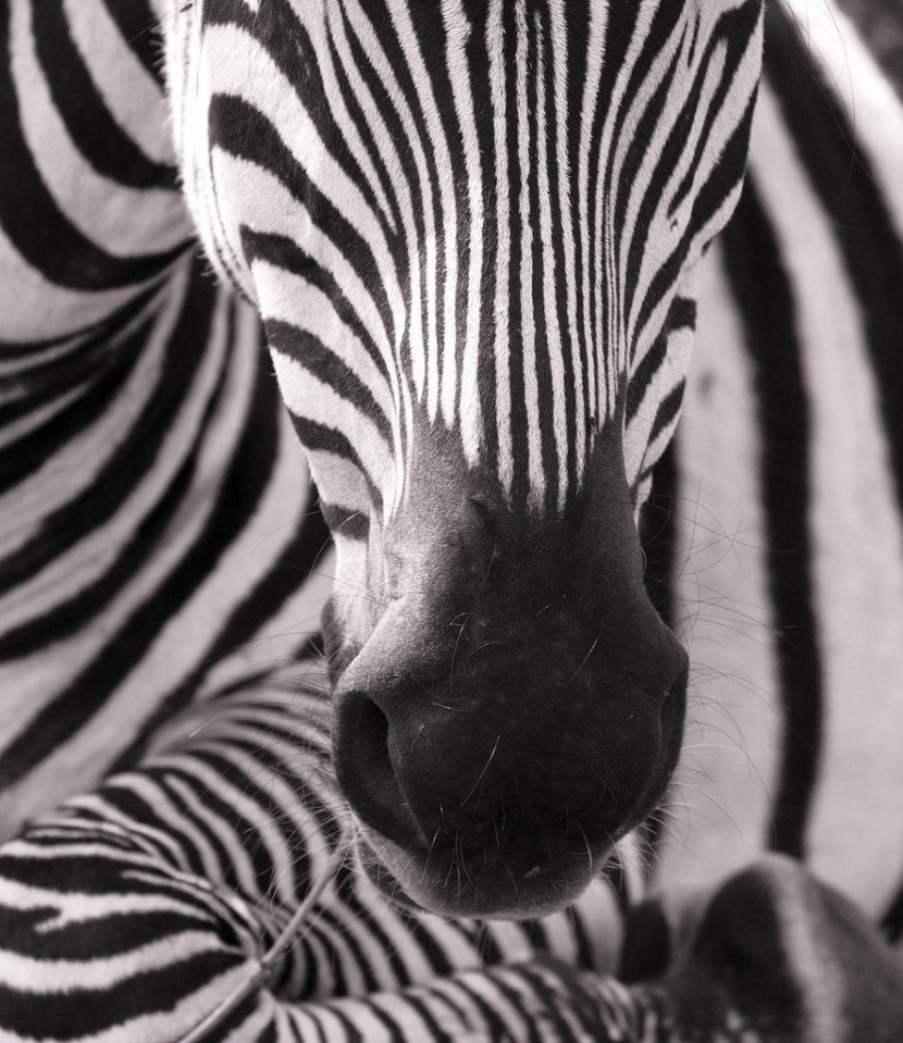 Картинки черно белые полосы