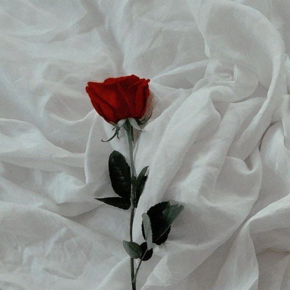 Красно белые цветы Эстетика