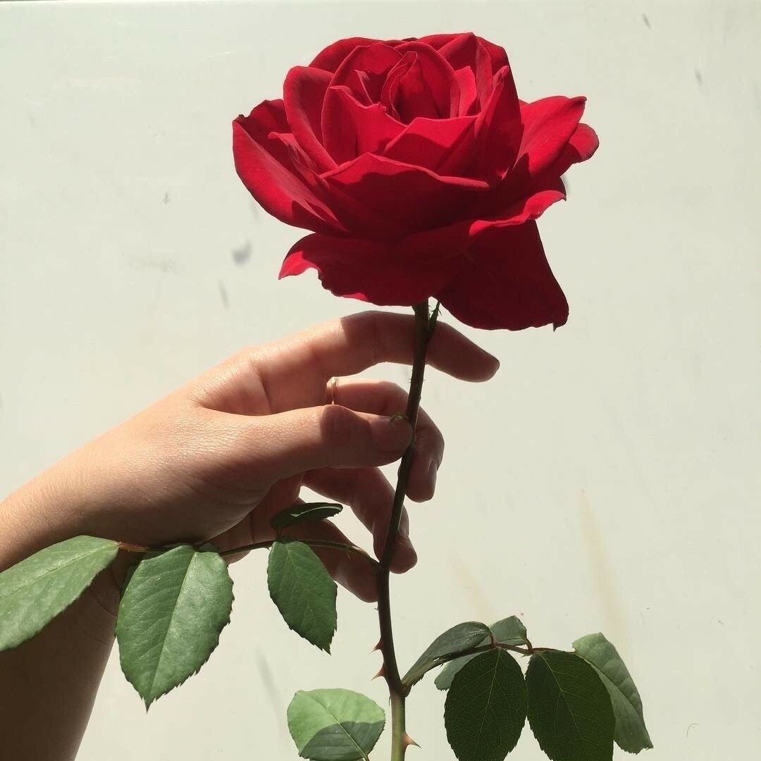 Красные розы Эстетика