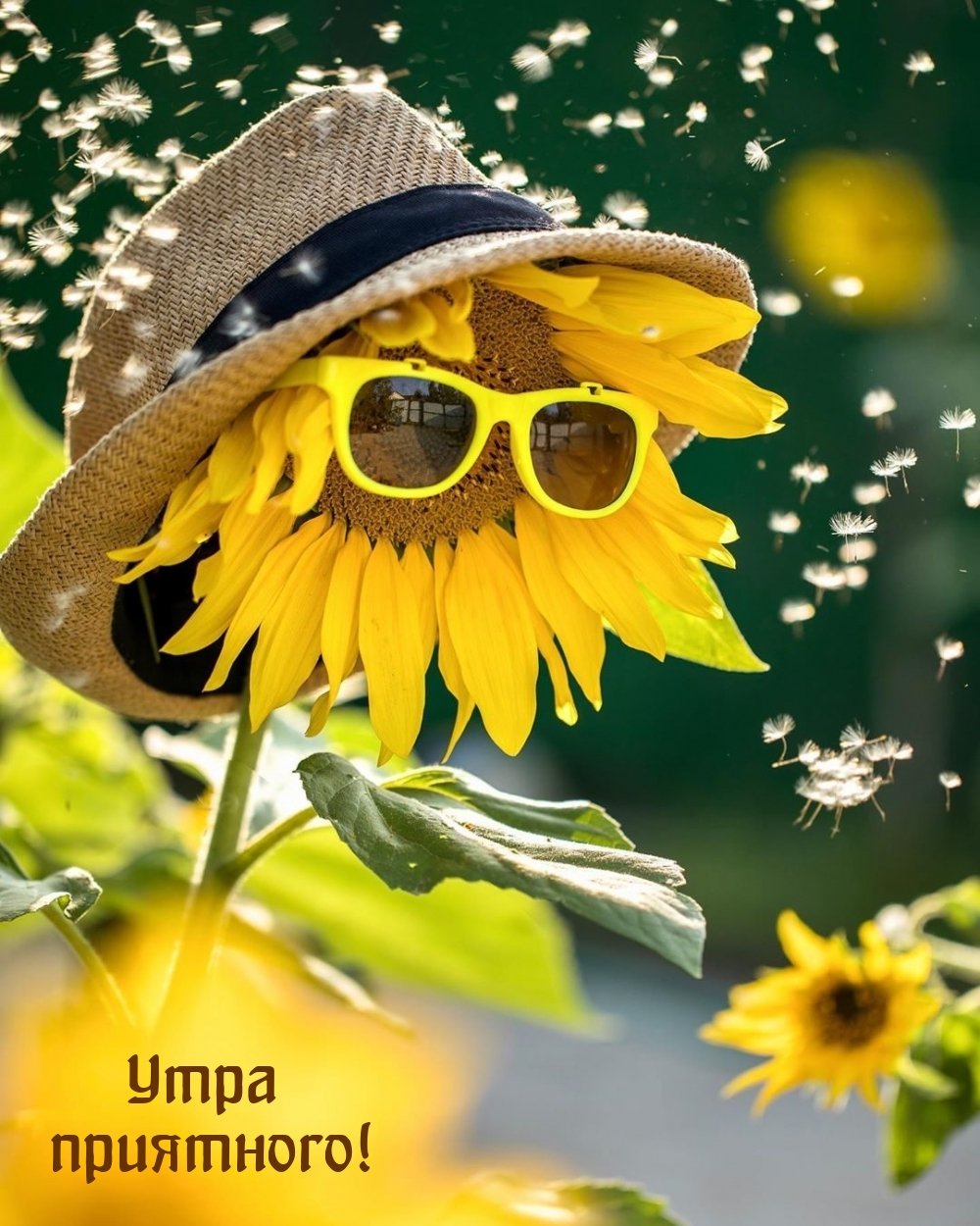 С добрым летним утром