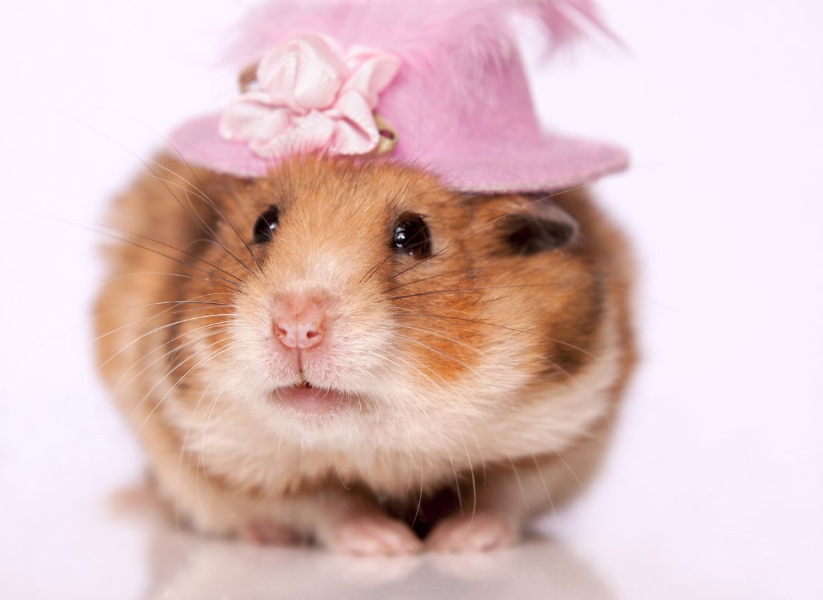 Хомяк с сердечком