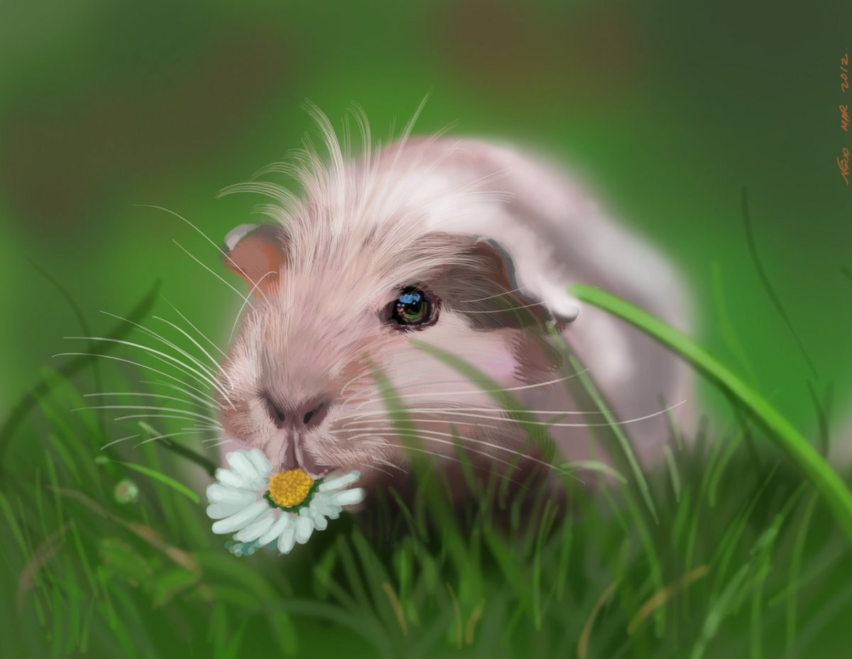 Сирийский хомяк Хома