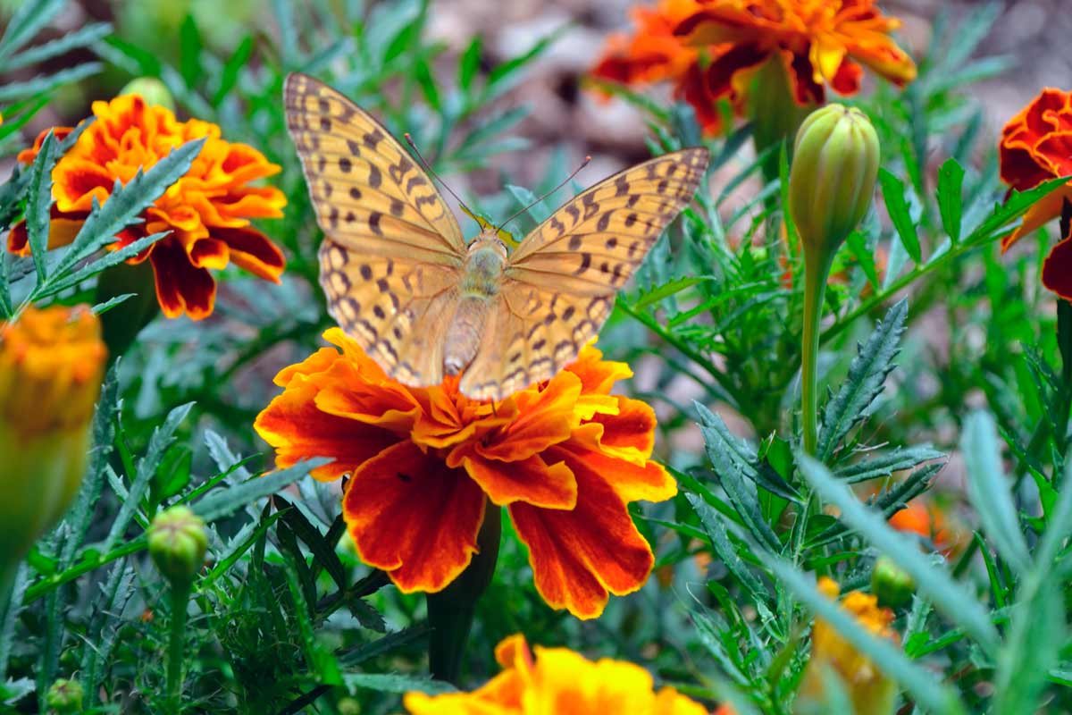 Природа растения