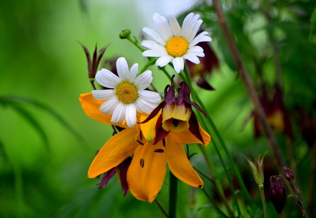 Красивые цветы в июле