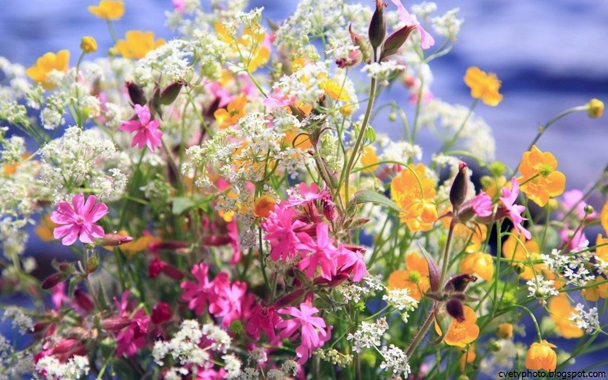Летние цветы
