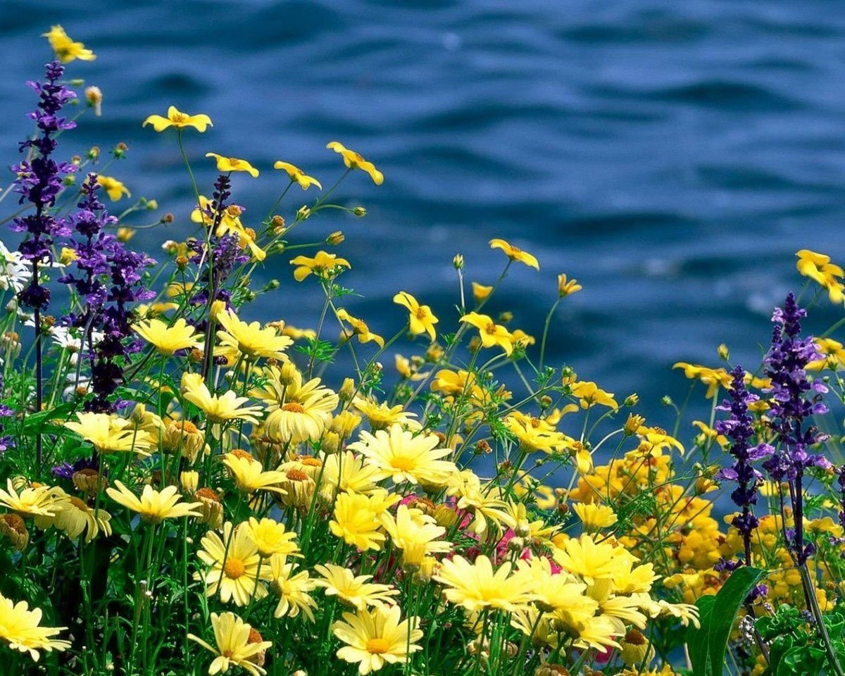 Летние цветы