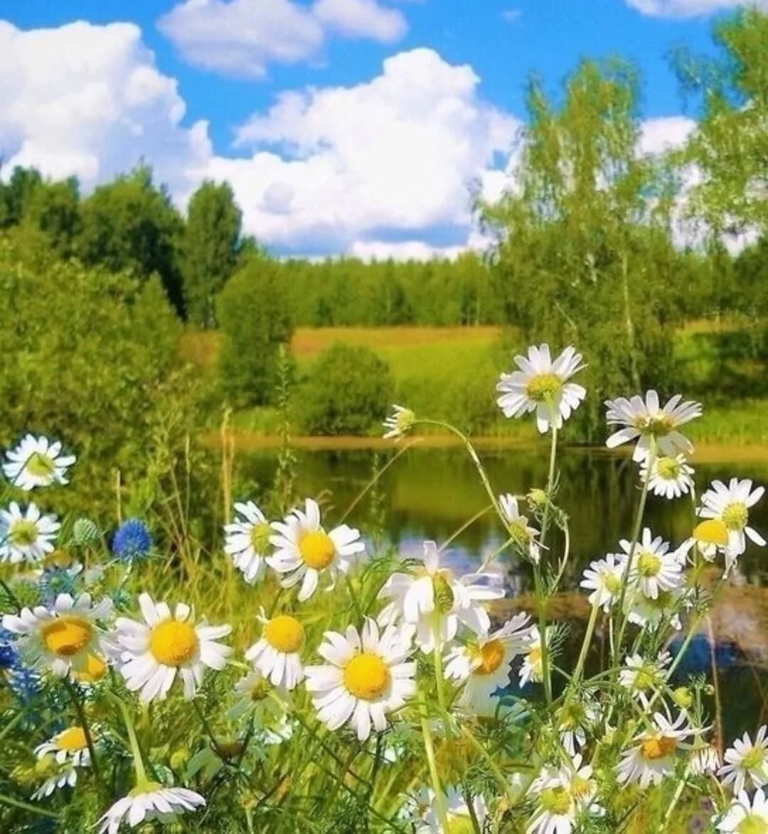 Красивые летние пейзажи с ромашками