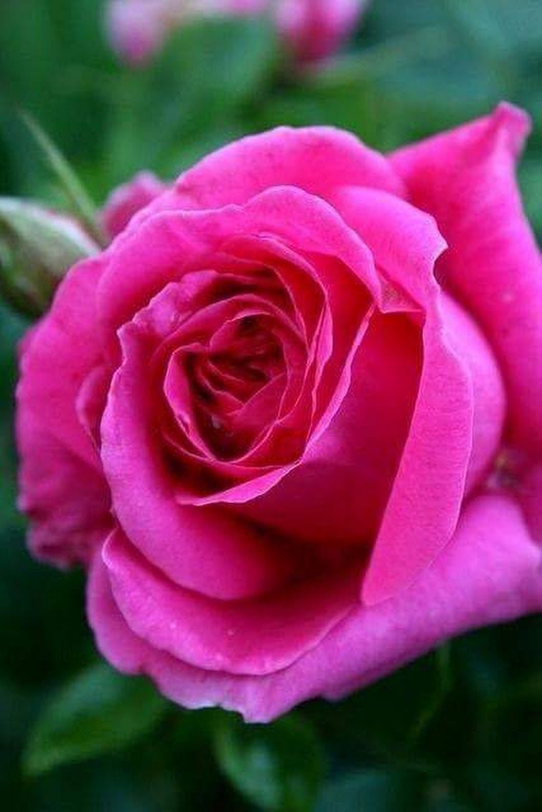 Роза чайно-гибридная темно-малиновая