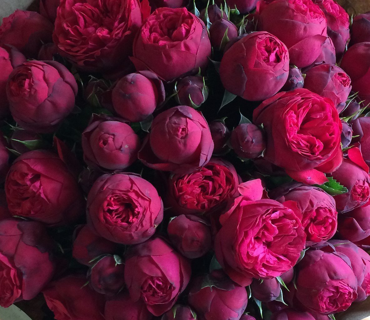 Пионовидная роза бордо