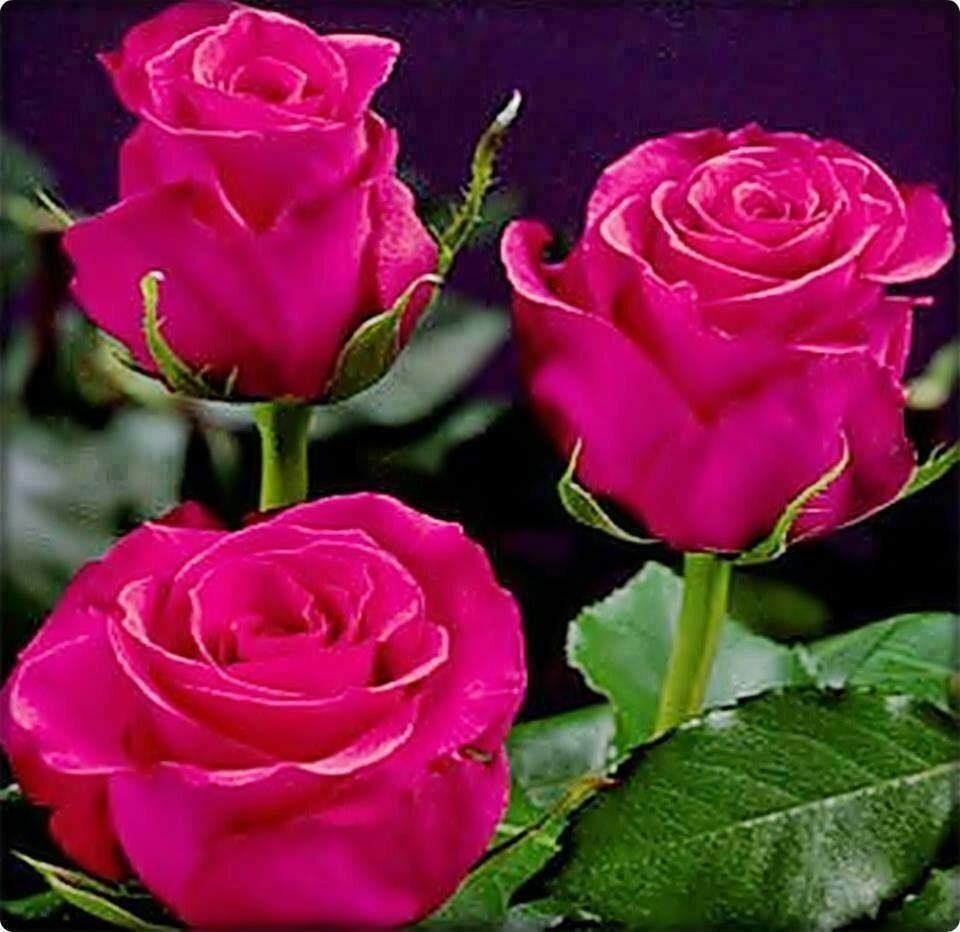 Роза чайно-гибридная хот леди