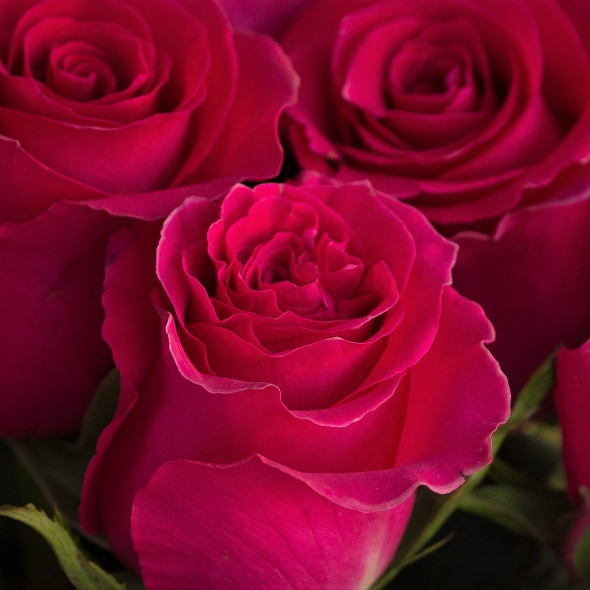 Роза Палома малиновые